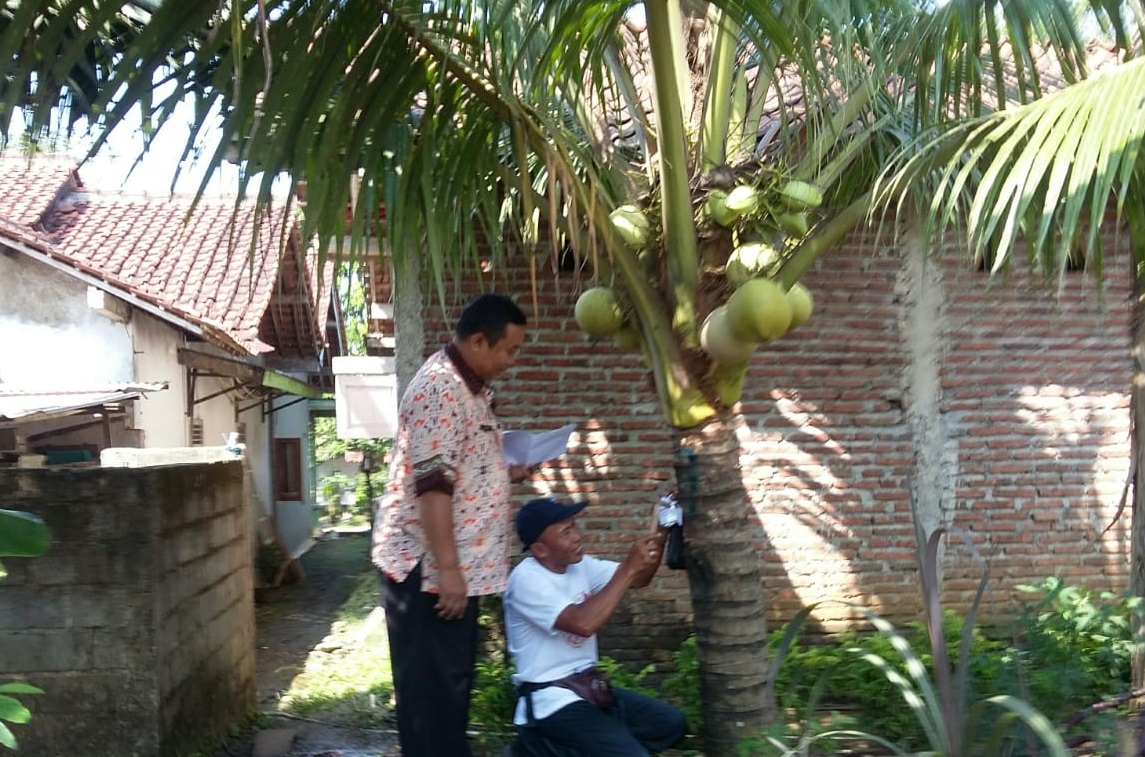 Tanaman Kelapa Harus Dikembangkan Sebagai Komoditas Strategis